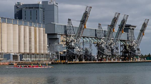 Daea: Comisia interzice importul de grâu, porumb, floarea-soarelui, rapiţă şi uleiul de floare-soarelui