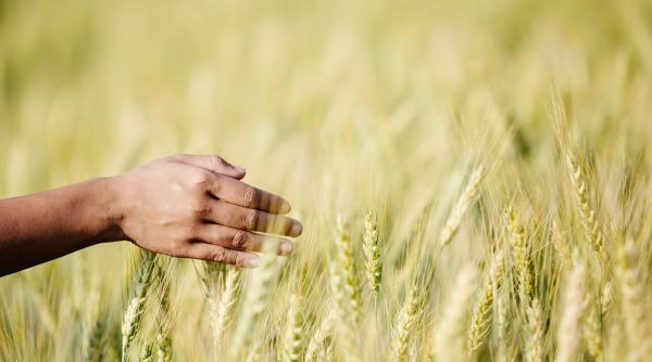 Prețul cerealelor scade, cresc incertitudinile privind coridorul ucrainean