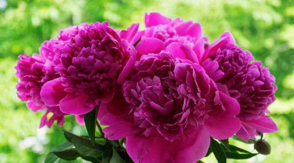 România exportă bujori în Olanda. Firul ajunge și la 90 de eurocenți