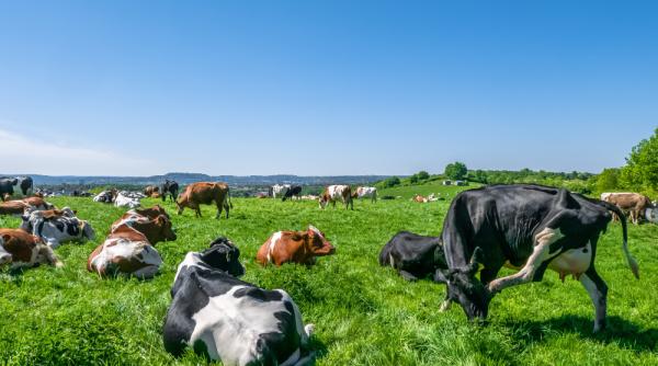 Irlanda sacrifică 200.000 de vite pentru îndeplinirea obiectivelor climatice
