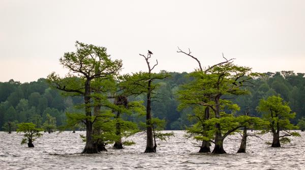 S-au umflat râuri din patru județe. Cod galben de viituri