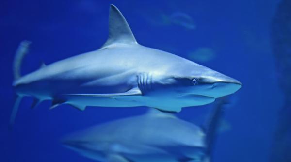 UE vrea să interzică comerțul cu aripioare de rechin. Cine va avea de suferit