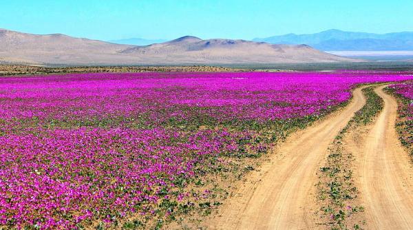 Groaznica transformare a deșertului Atacama VIDEO