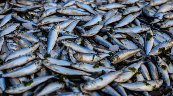 Program de 232 milioane euro, fonduri europene, pentru industria piscicolă din România. Ce alte măsuri va lua MADR