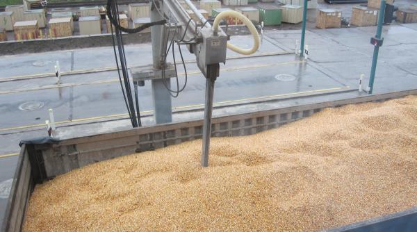 UE, pregătită să mute pe coridoarele terestre toate exporturile de cereale din Ucraina