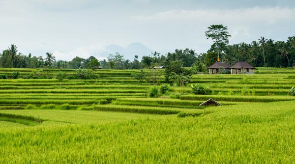 Se prefigurează o recoltă mondială de cereale record în 2023-2024