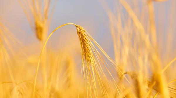 Cereale ucrainene. Polonia a luat o decizie fără să aștepte aprobarea altora