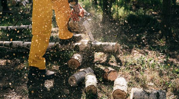 Noul Cod Silvic, lansat marţi în dezbatere publică. WWF România critică proiectul: Riscă să ducă la liberalizarea tăierilor