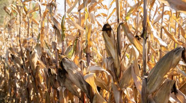 Secetă pedologică pe suprafețe mari din Muntenia şi Dobrogea