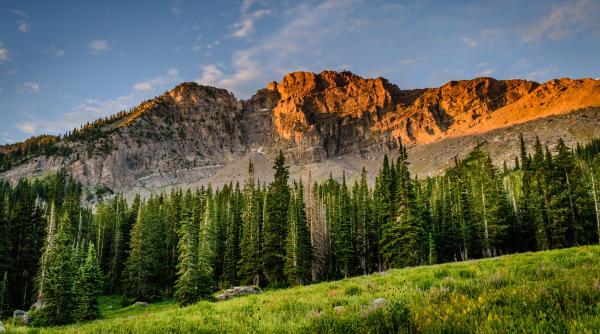 Planul UE pentru a combate defrișările ilegale din România