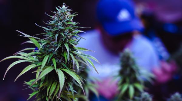 Încă o țară europeană legalizează utilizarea canabisului