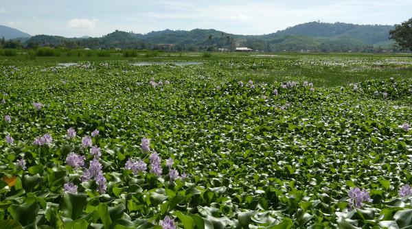 Speciile exotice invazive, o amenințare globală. Impactul economic, uriaș