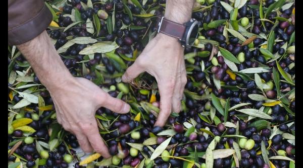 Uleiul de măsline a ajuns în atenția hoților. Jaf în valoare de jumătate de milion de euro