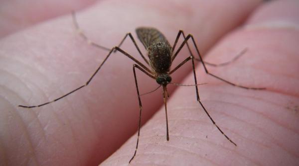 Speciile exotice invazive aduc după ele nu doar boli ci și găuri în buget de miliarde de dolari