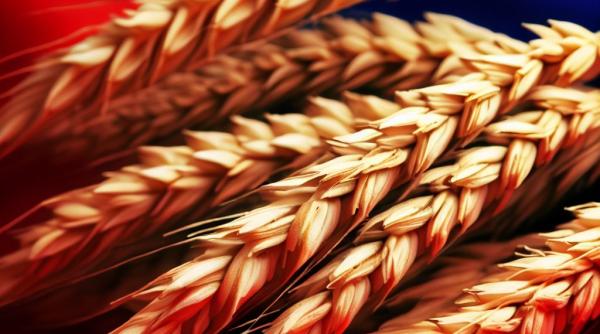 Grâul rușilor sufocă piața mondială iar Moscova dictează prețul