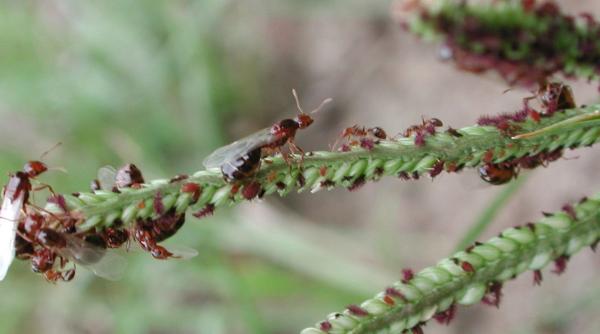 Alertă în Europa! Furnica de foc, o nouă amenințare pentru economia continentului
