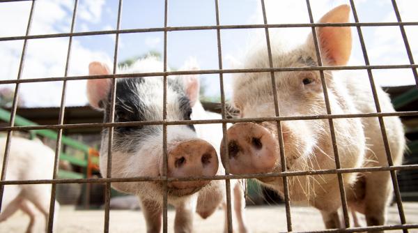 Legea porcului. Măsuri draconice pentru crescătorii de animale