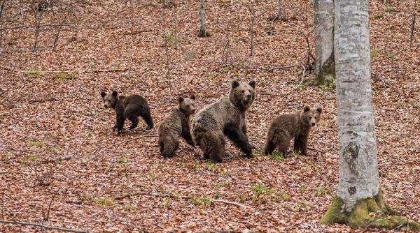 Mii de urșii din România trăiesc în condiții inadevcate. Rezultate preliminare ale unui studiu științific