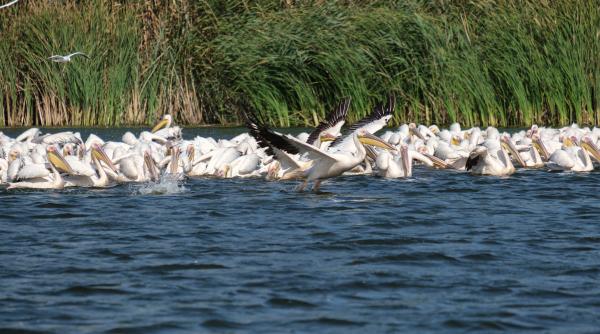 Calitățile nebănuite ale stufului din Delta Dunării. Iulius Octavian Popa: Beneficii pentru antreprenori și pentru mediul înconjurător