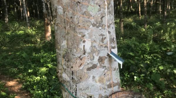 Defrişările pentru cultivarea arborelui de cauciuc, o problemă uriaşă ţinută sub preş
