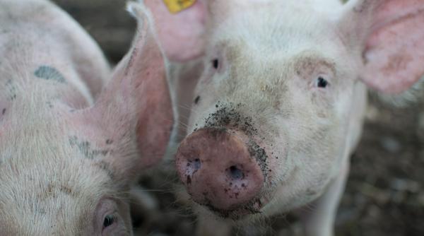 Şedinţă la Ministerul Agriculturii. Se doreşte ca oamenii să-şi poată vinde porcii crescuţi în gospodărie, cu anumite condiţii