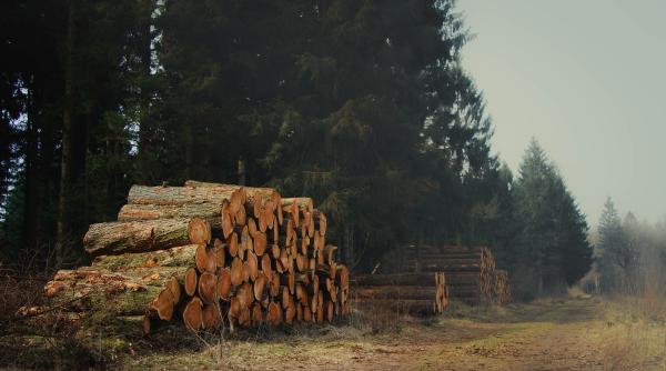 România poate avea un nou proiect de ţară, apreciază reprezentanţii Asociaţiei Forestierilor din România