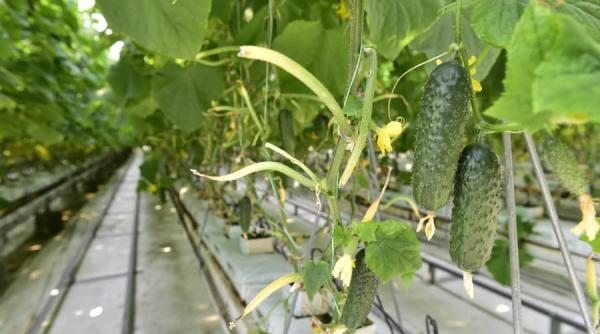 Ministerul Agriculturii, despre Programul Investalim: Cererile se depun în continuare 