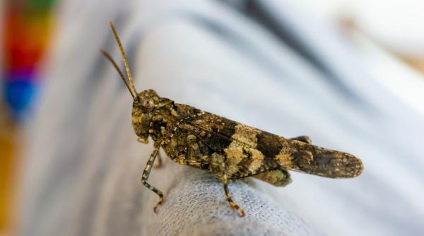 Produse alimentare din insecte. Regulile, votate de Parlament