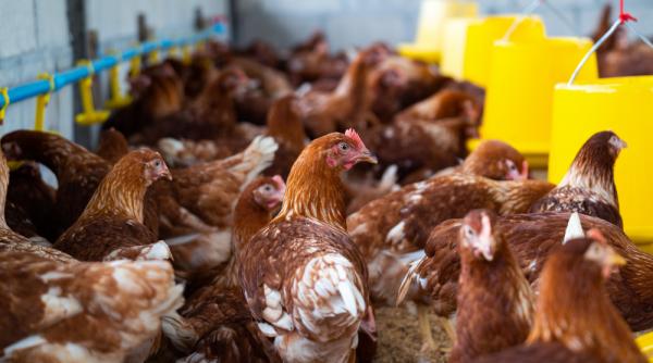 Franța a ridicat nivelul de la ”moderat” la ”ridicat” pentru gripă aviară