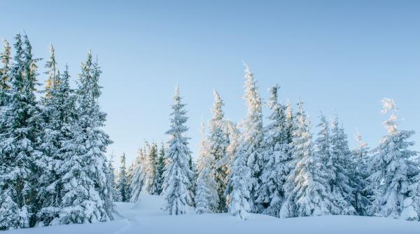 Norvegia i-a surprins pe britanici cu bradul de Crăciun donat Londrei