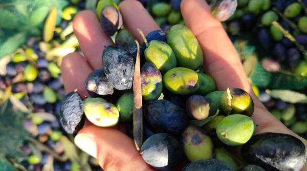 De ce prețul uleiului de măsline a explodat