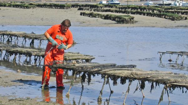 După un secol de absență, stridiile au revenit în portul Belfast