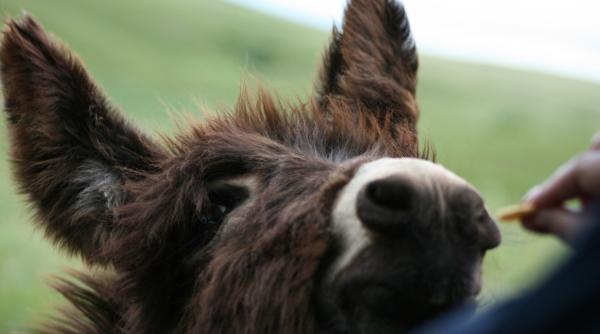 Afacere neobișnuită în Arad. Succesul adus de un produs neobișnuit, laptele de măgăriță