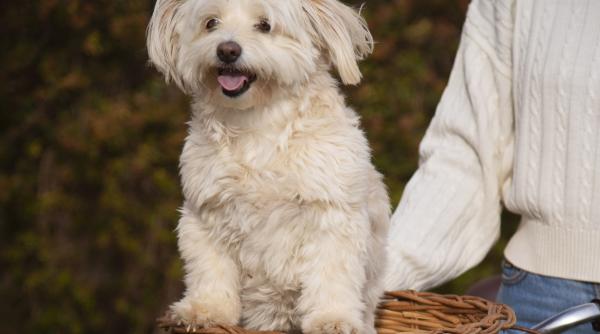 De ce în Coreea de Sud au explodat vânzările de cărucioare pentru animale de companie