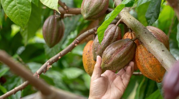 Scumpire record la cacao. Producătorii de ciocolată transmit un avertisment