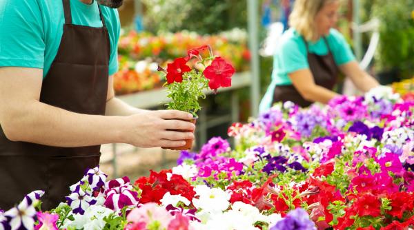 Florile la control! ANAF a luat la ochi comerțul cu plante