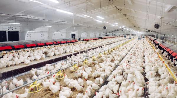 Parlamentul European a aprobat noile restricții împotriva poluării provenite din sectorul zootehnic