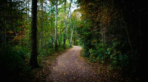 Lege privind Codul silvic, pe agenda şedinţei de Guvern
