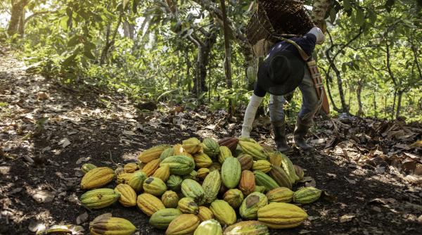 Experți: Scumpirea ciocolatei este abia la început