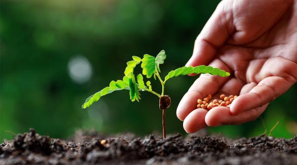 Ce trebuie să știm atunci când ne dorim o gradină înfloritoare acasă ?