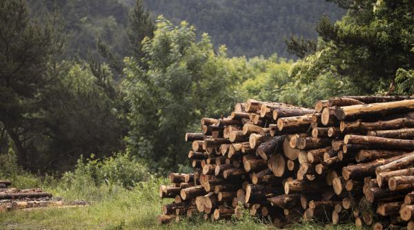 Păduri: Terra a pierdut echivalentul a 10 terenuri de fotbal pe minut în 2023