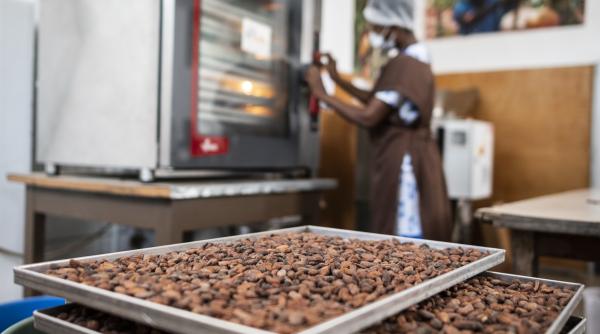 Prețul boabelor de cacao scade pentru a treia zi consecutiv. A trecut criza?