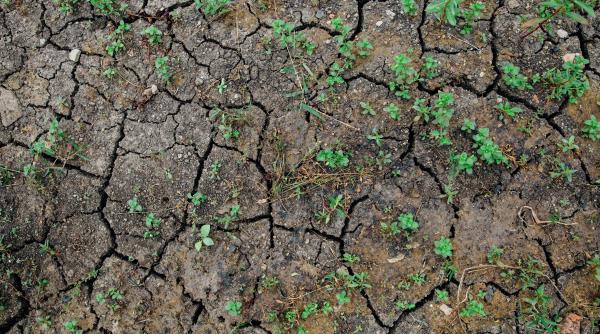 Probleme pentru agricultură. Secetă pedologică în mai multe regiuni ale ţării