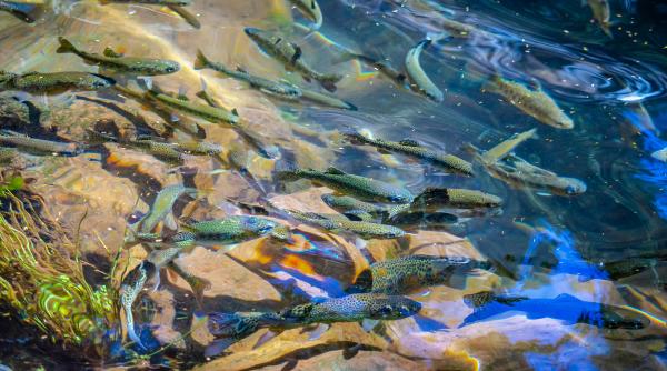 Record de mortalitate în fermele de somon din Norvegia 