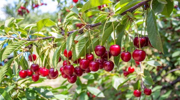 Recoltă bogată de cirește în sudul țării. Cât costă kilogramul la producător