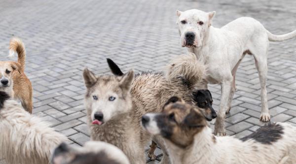 Scutiri de la plata impozitelor pentru cei care adoptă câini comunitari