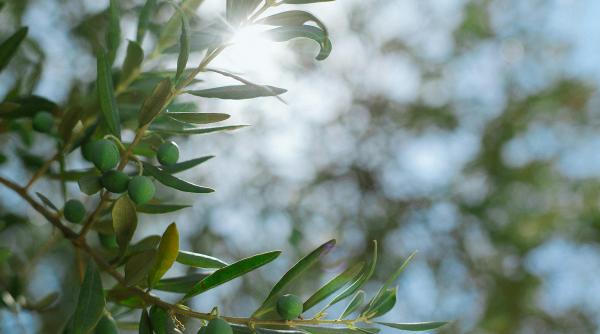 Criză a forţei de muncă în Grecia. Vor fi aduşi muncitori din Egipt