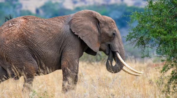 Țările din sudul Africii cer ridicarea restricțiilor pentru comercializarea fildeșului