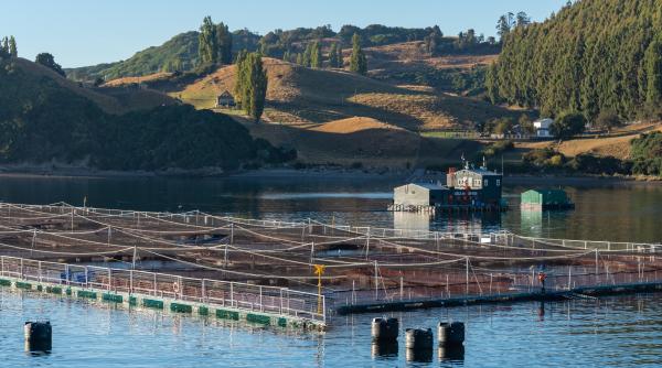 Pentru prima dată, acvacultura a depășit pescuitul la nivel mondial