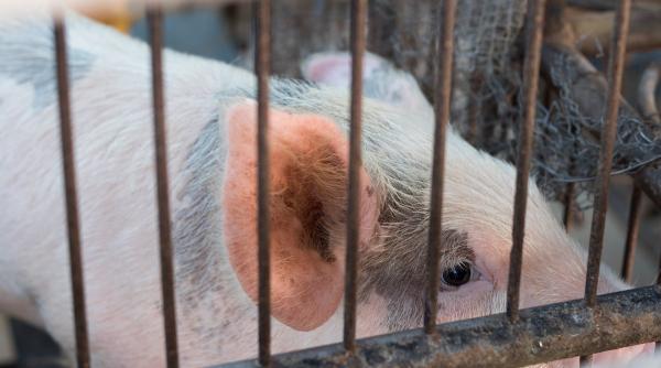 Spania avertizează asupra taxelor chineze pe carnea de porc, ca răspuns pentru UE